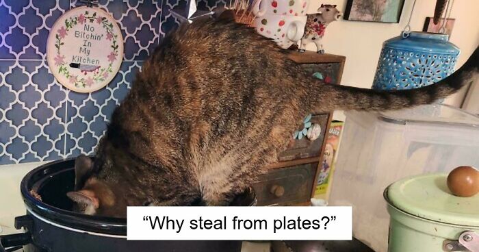 89 Hilarious Times Pets Didn’t Get Away With Stealing Food And Their Crime Was Captured On Camera (New Pics)