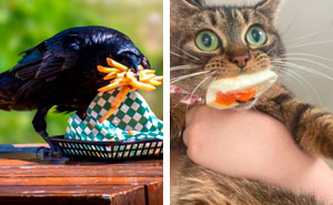 89 Sneaky Pets Who Tried To Steal Food But Got Busted (New Pics)