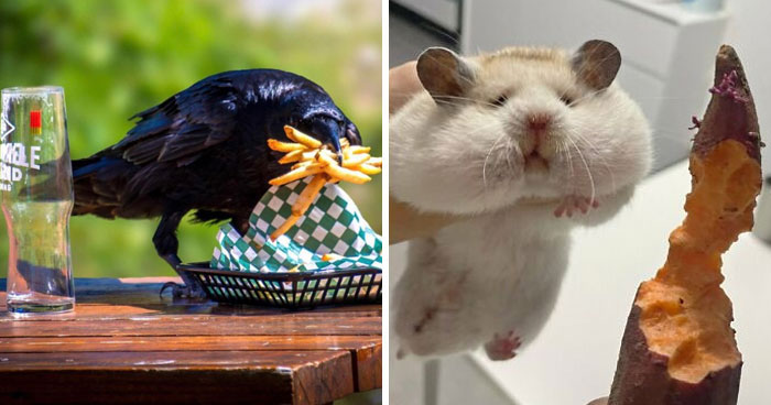 People Are Sharing The Hilarious Moments In Which They Caught Their Pets Stealing Food (New Pics)