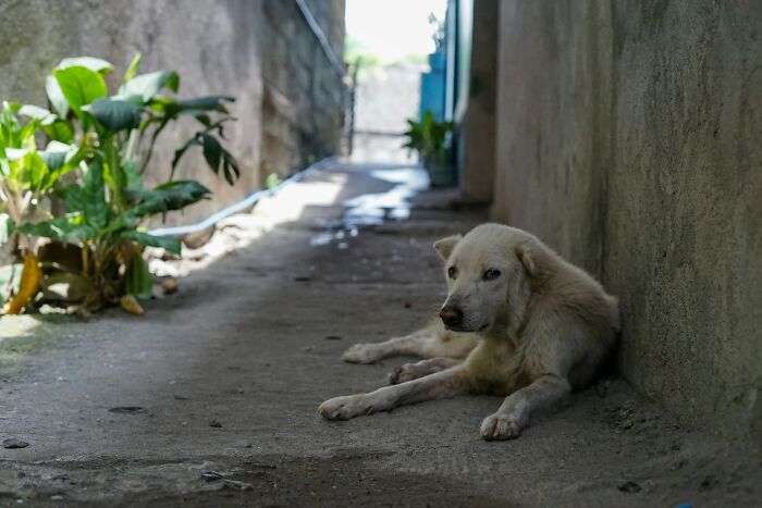 White dog resting in a quiet narrow alley of a Greek village with sunlight and greenery nearby White dog resting in a quiet narrow alley of a Greek village with sunlight and greenery nearby
