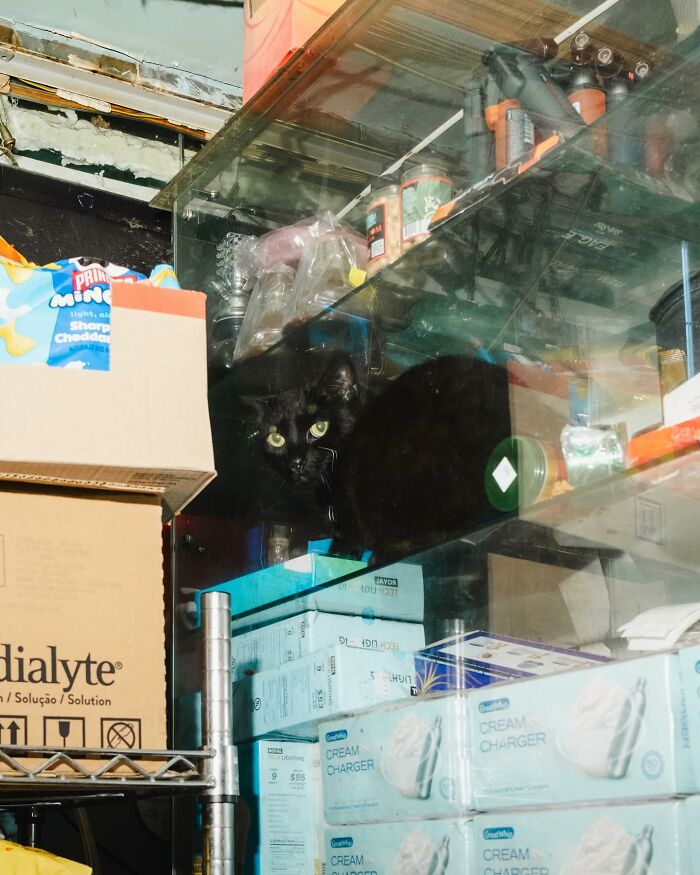 NYC Councilmember Volunteers To Lead Bodega Cat Bill In 2026 NYC Councilmember Volunteers To Lead Bodega Cat Bill In 2026