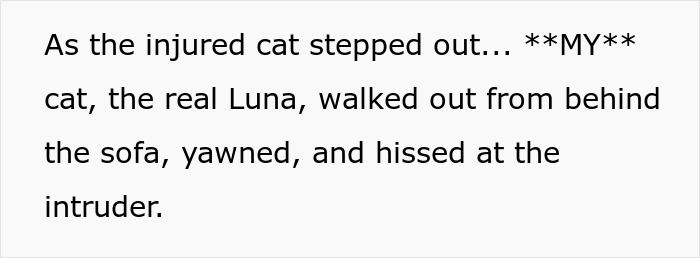Injured cat steps out while the real cat walks from behind sofa, yawns, and hisses at the intruder in a home setting. Injured cat steps out while the real cat walks from behind sofa, yawns, and hisses at the intruder in a home setting.