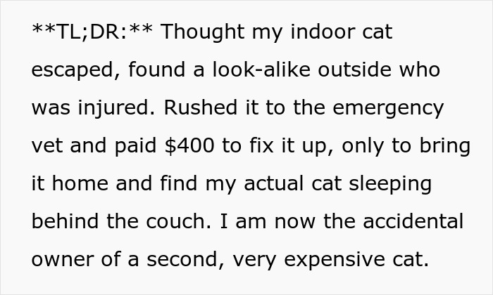Person reading a story about stealing the wrong cat and unexpectedly paying expensive veterinary bills.