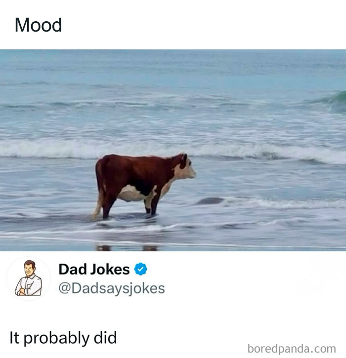 Cow standing in ocean waves with a dad joke caption from a popular account dedicated to funny dad jokes.