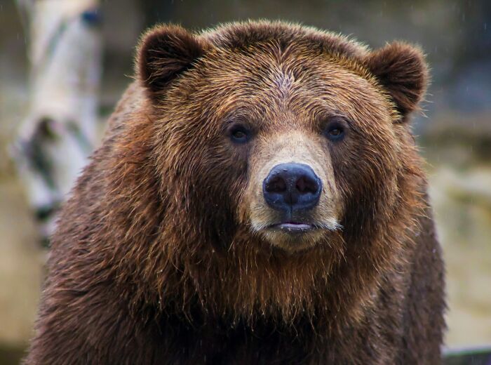Close-up of a brown bear with wet fur, illustrating surprising life facts that might make you do a double take.