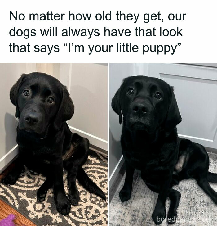 Two black dogs showing expressive eyes, capturing the delightful animal antics that inspire popular memes in 2025.