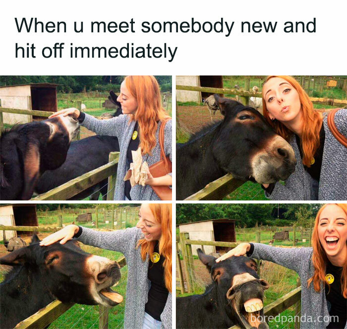 Woman and donkey bonding in a farm setting, showcasing animals delighting us with their amusing antics in 2025 memes.