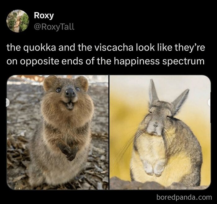 A happy quokka and a grumpy viscacha showcase animals delighting us with their antics in 2025 memes.