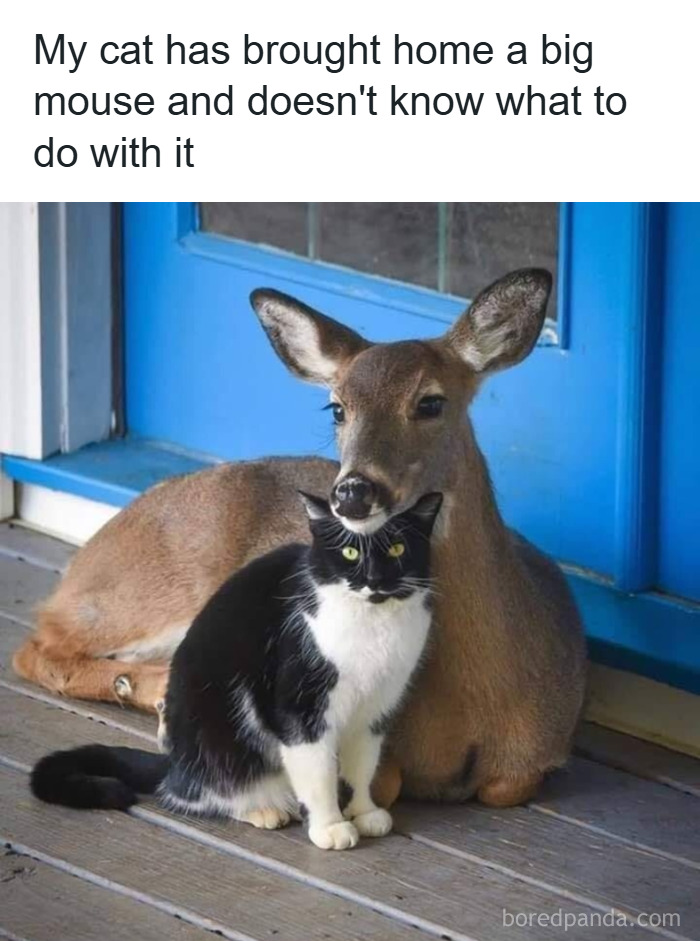 Deer and cat sitting together on a porch, showcasing animals delighting us with their antics in 2025 memes.