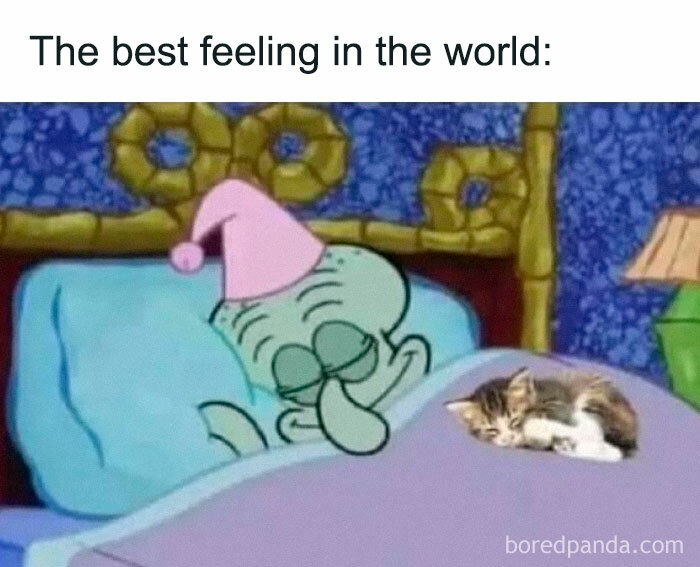 Squidward peacefully sleeping in bed with a kitten, showcasing animals delighting us with their antics in memes.