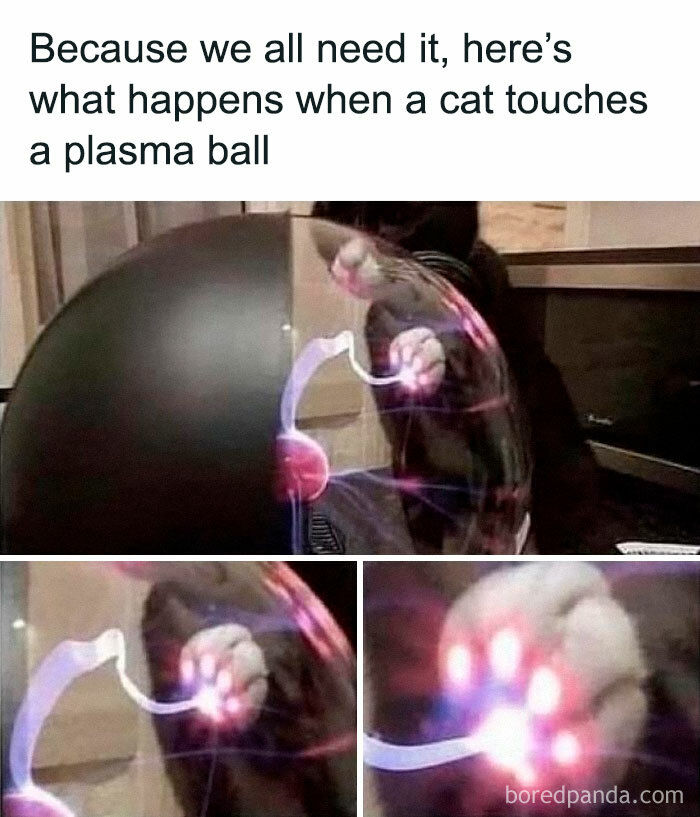 Cat touching a plasma ball, showcasing a moment of animals delighting us with their antics in 2025 memes.