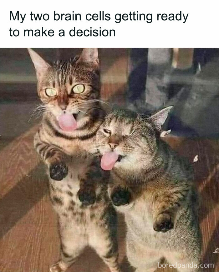 Two cats making silly faces sticking out tongues, showcasing animals delighting us with their antics in 2025 memes.