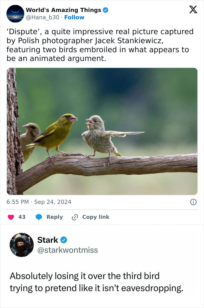 Two birds in a comical dispute on a branch with a third bird eavesdropping, showcasing animals delighting us in 2025.