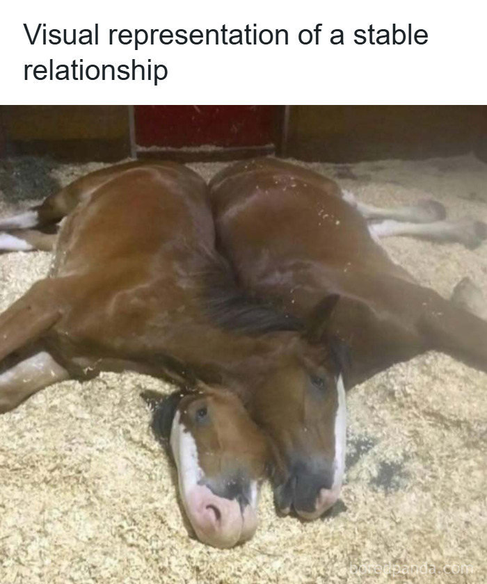 Two horses lying side by side with heads touching, showing a stable relationship in a cozy animal setting.