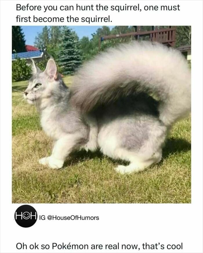 Cat with a bushy tail resembling a squirrel, showcasing funny animal antics for memes in 2025 outdoors on grass.