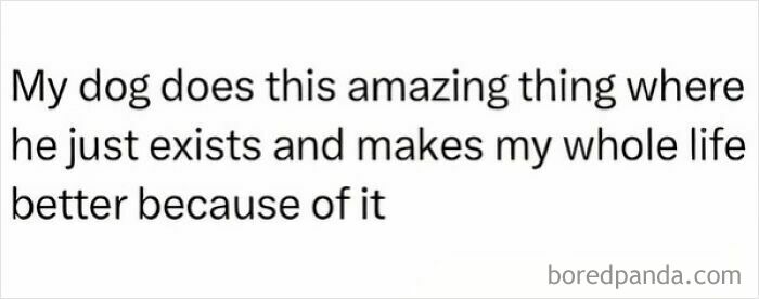 Text meme showing appreciation for a dog's antics that delight and improve daily life, related to animal antics memes.