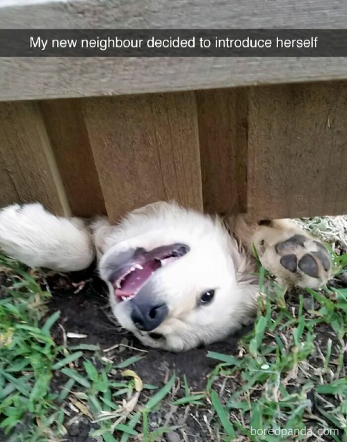 Happy dog poking head through fence, one paw up, showcasing funny animal antics resulting in memes.