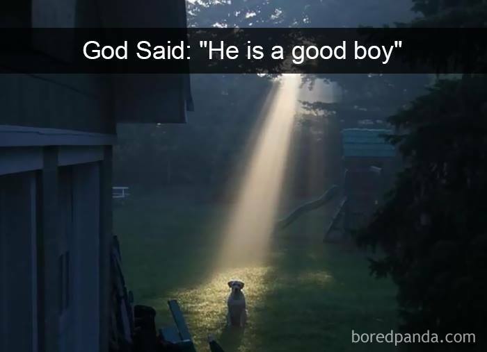 Dog sitting in a beam of light outdoors, captioned with a humorous quote about animals delighting us with their antics.