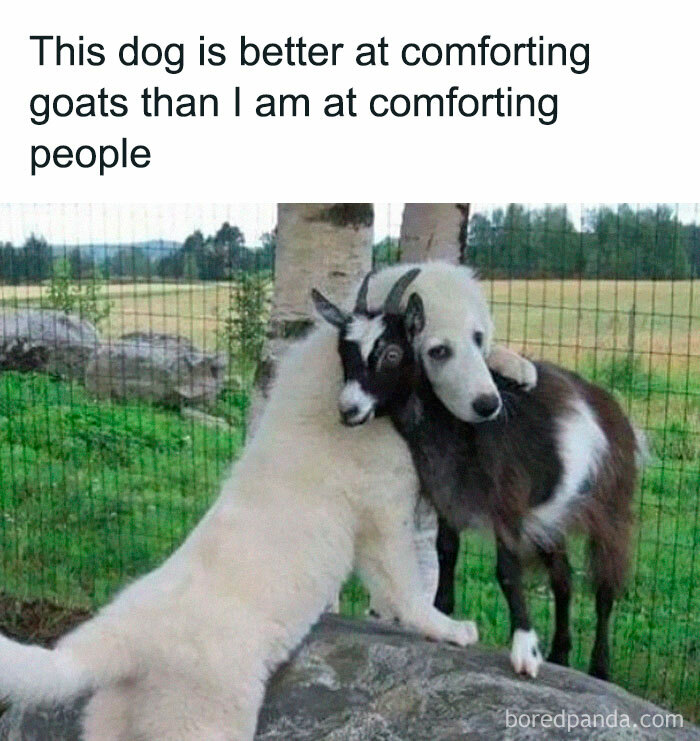 Dog comforting a goat in a heartwarming moment showcasing animals delighting us with their antics and memes in 2025.