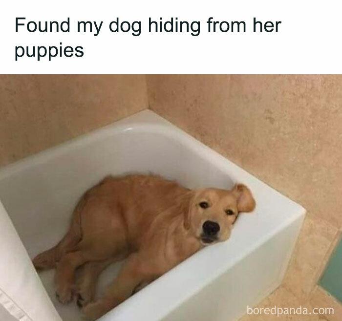 Dog hiding in bathtub from her puppies, showcasing one of the funniest animal antics resulting in popular memes.