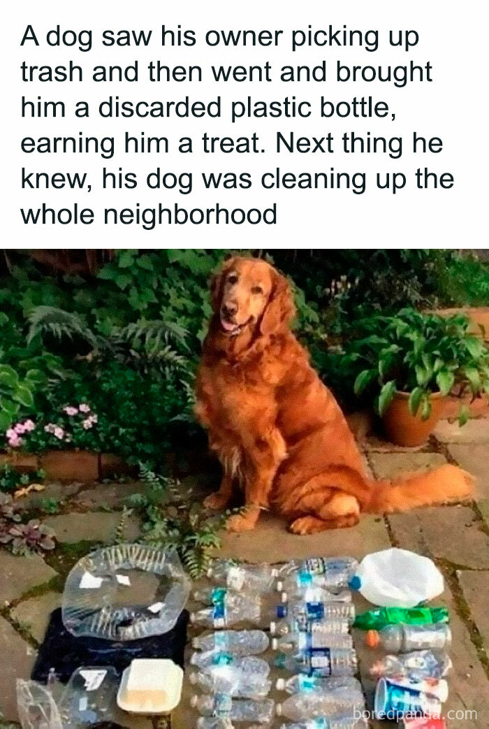 A dog cleaning up plastic bottles in the neighborhood, showcasing animals delighting us with their antics and memes in 2025.