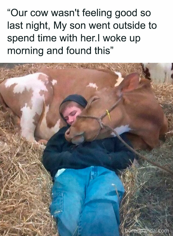 Boy sleeping close to a cow in a barn, showing animals delighting us with their antics in 2025 resulting in memes.