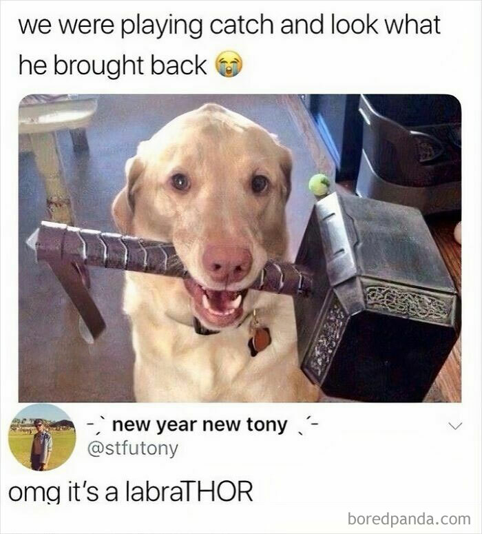 Dog holding Thor's hammer toy in its mouth, showcasing funny animal antics resulting in popular memes.
