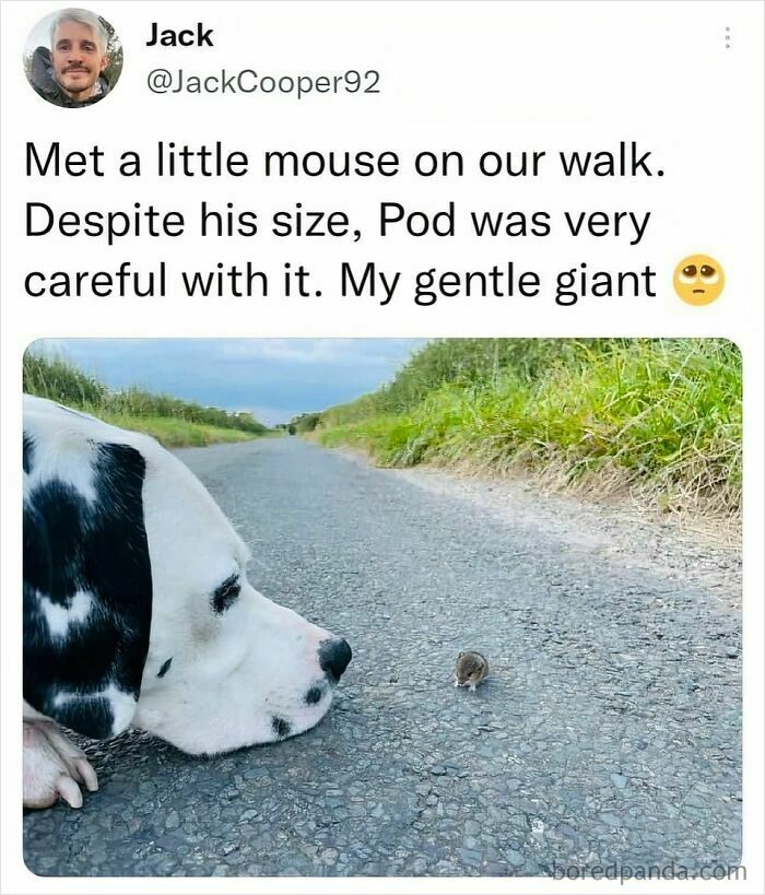 Dog gently meeting a tiny mouse on a country road, showcasing animals delighting us with their antics in 2025 memes.