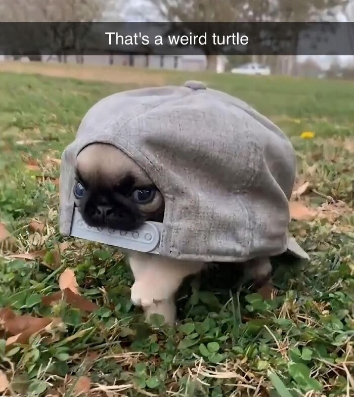 Small dog wearing a backward cap on grass, one of the animals delighting us with their antics in 2025 memes.