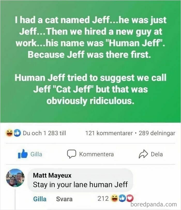 Funny meme about a cat named Jeff and human antics, showcasing animals delighting us with their antics in 2025.