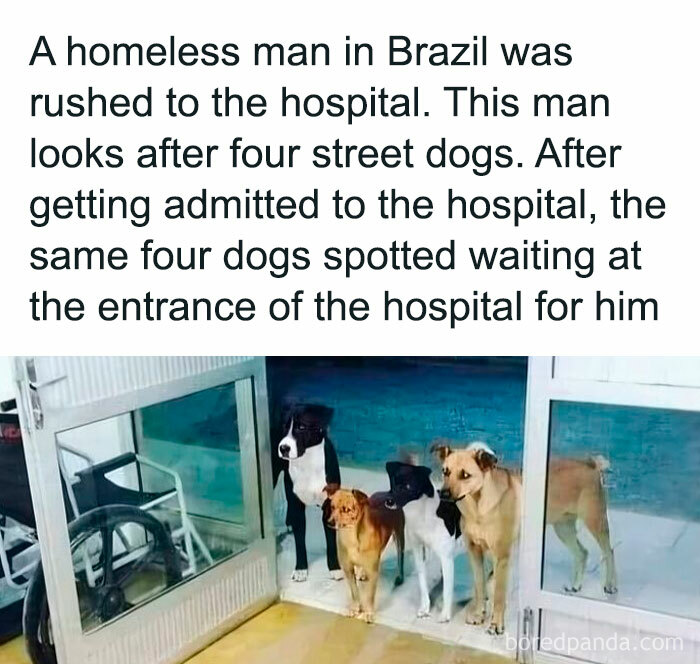 Four street dogs wait faithfully outside a hospital, showcasing heartwarming animal antics in 2025 memes.