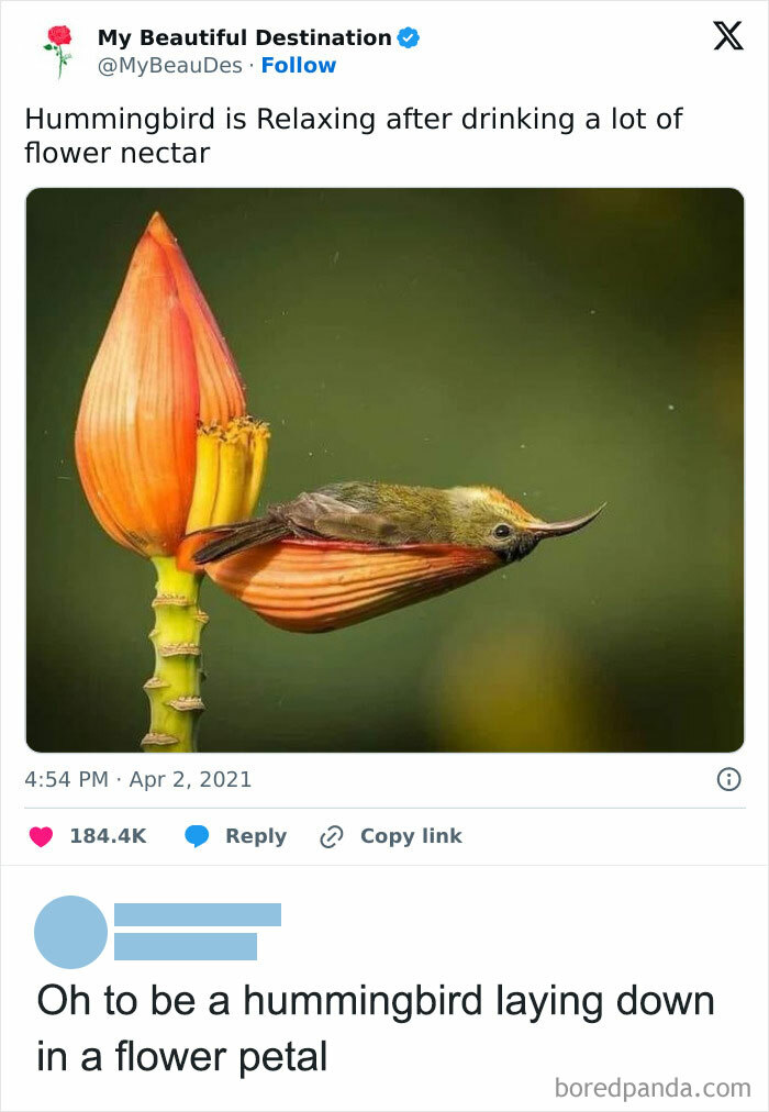 Hummingbird resting on a flower petal, delighting with its antics in a charming nature moment from 2025 animals memes.