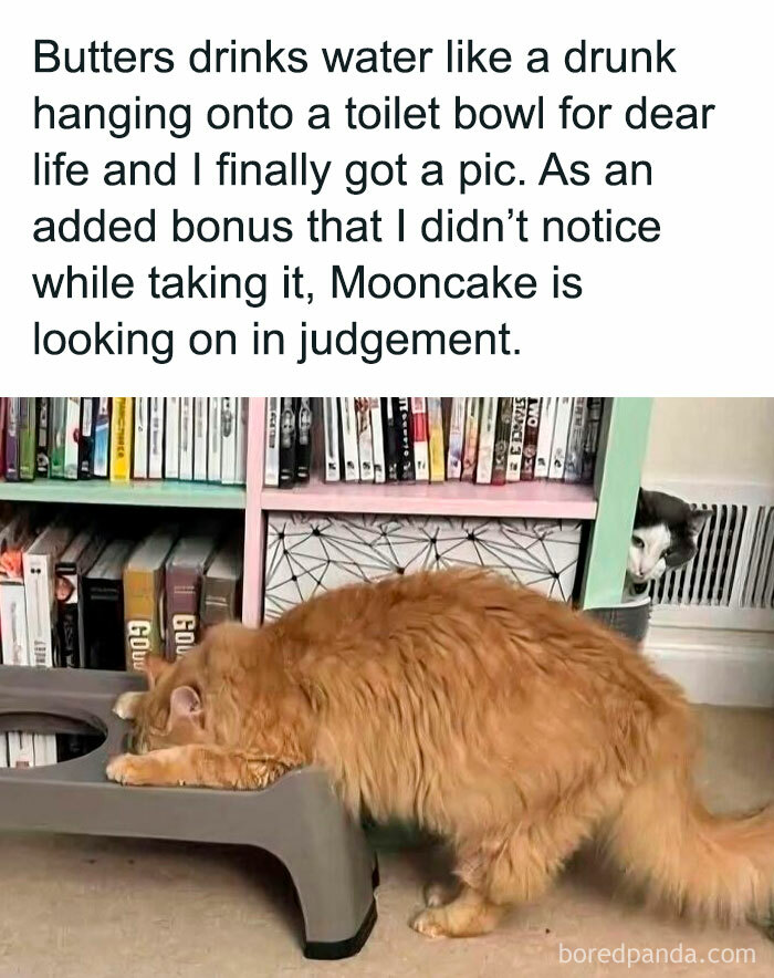 Orange cat drinking water awkwardly with another cat watching nearby, showcasing animals delighting us with their antics in 2025.