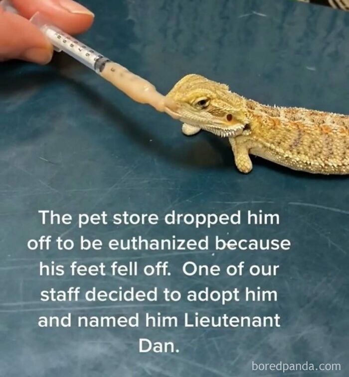 Bearded dragon being fed with a syringe, showcasing animals delighting us with their antics and heartwarming moments.