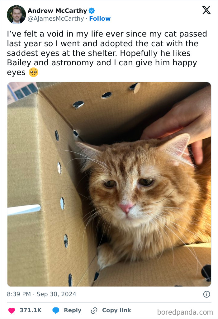 Sad orange cat in a cardboard box being comforted, one of the animals delighting us with their antics in 2025 memes.