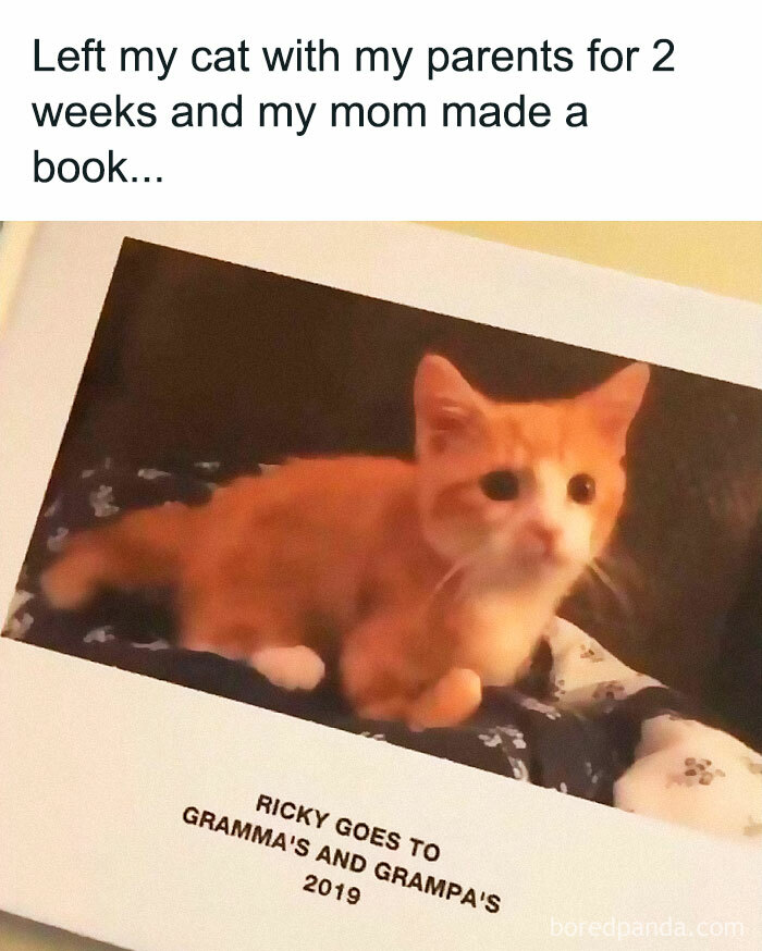 Cute orange cat featured in a photo book, capturing one of the many animal antics that delighted us in 2025.