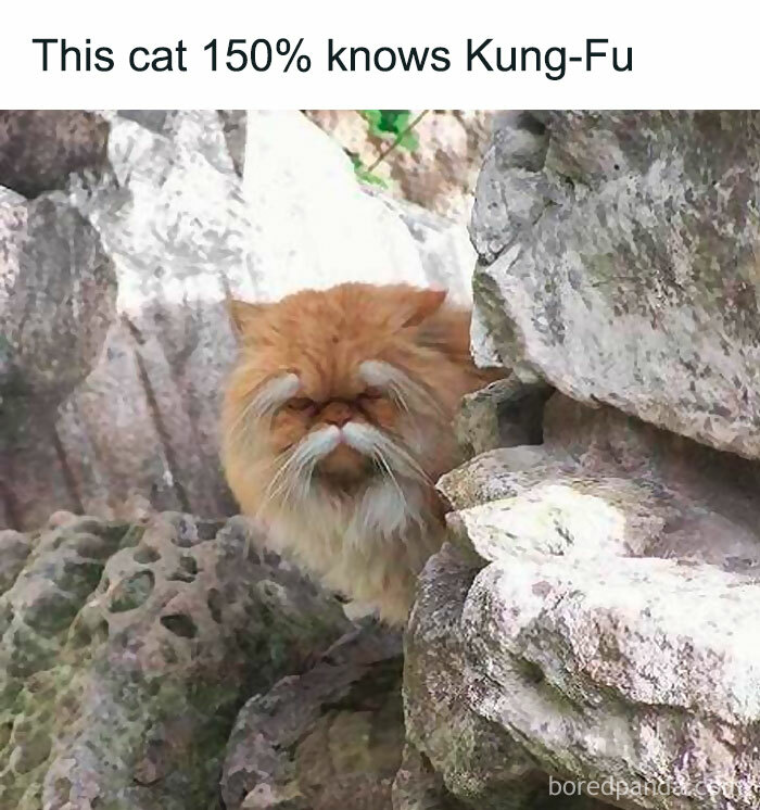 Fluffy cat with a serious expression hiding among rocks, showcasing animal antics that delight and inspire memes.