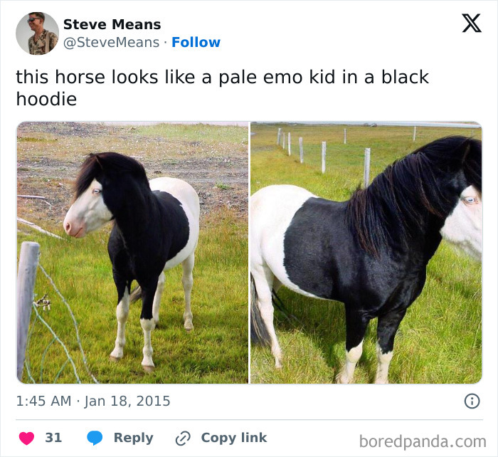 Black and white horse with mane covering part of its face, one of many animals delighting us with their antics in 2025 memes.