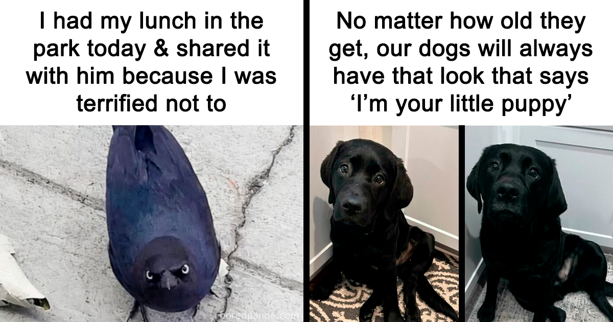 A Look Back At 2025 Through 91 Of The Funniest And Most Heartwarming Animal Memes