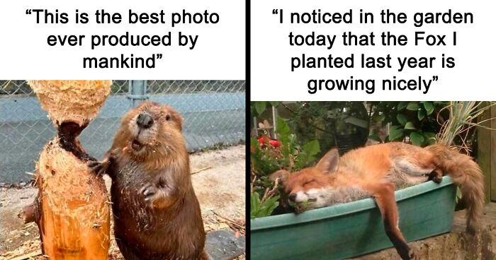 91 Times Animals Delighted Us With Their Antics In 2025, Resulting In These Impeccable Memes