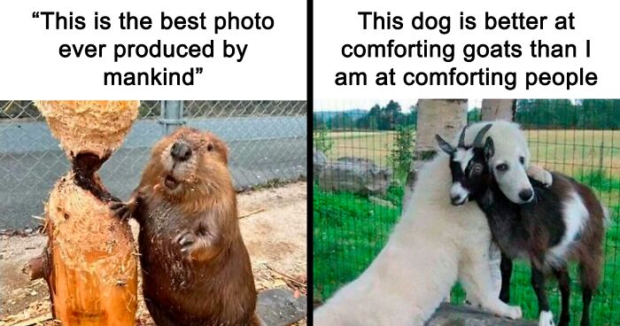 91 Times Animals Delighted Us With Their Antics In 2025, Resulting In These Impeccable Memes
