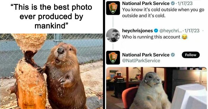 91 Times Animals Delighted Us With Their Antics In 2025, Resulting In These Impeccable Memes
