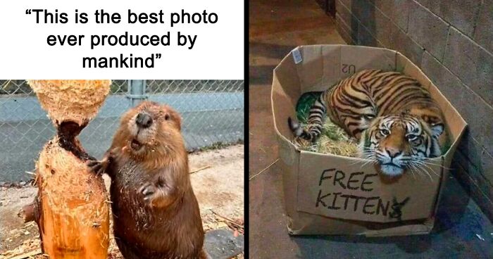 91 Times Animals Delighted Us With Their Antics In 2025, Resulting In These Impeccable Memes