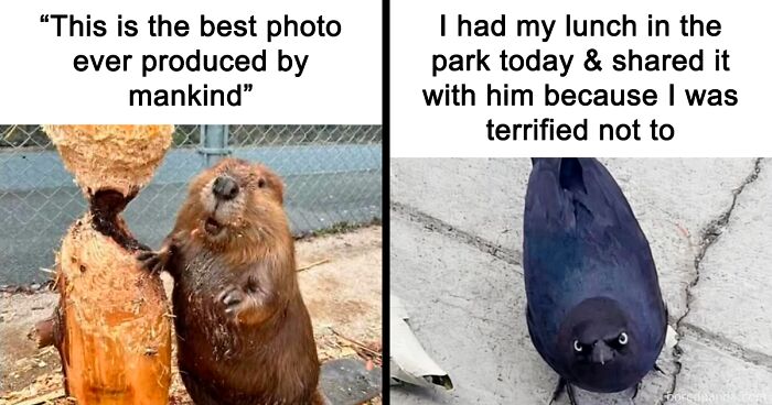 91 Times Animals Delighted Us With Their Antics In 2025, Resulting In These Impeccable Memes