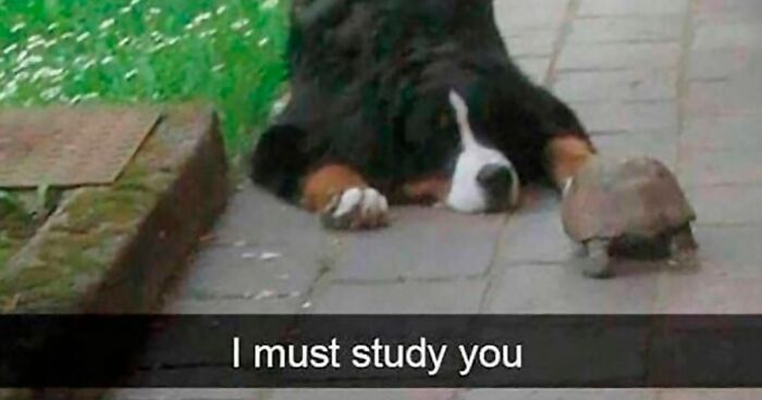 91 Times Animals Delighted Us With Their Antics In 2025, Resulting In These Impeccable Memes