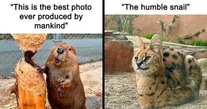 91 Times Animals Delighted Us With Their Antics In 2025, Resulting In These Impeccable Memes