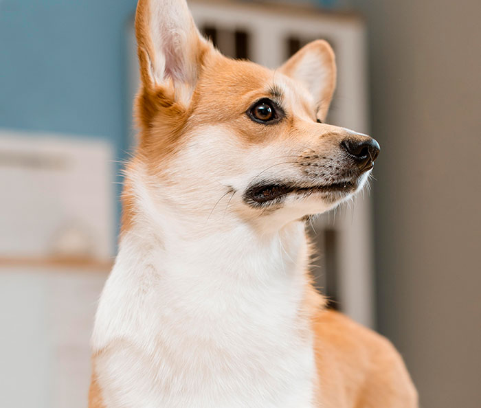 Corgi dog looking alert indoors, capturing a moment of chaotic good energy with curious expression.