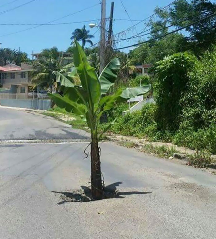 Banana plant growing out of a pothole in the middle of a neighborhood street, a chaotic good urban sight.
