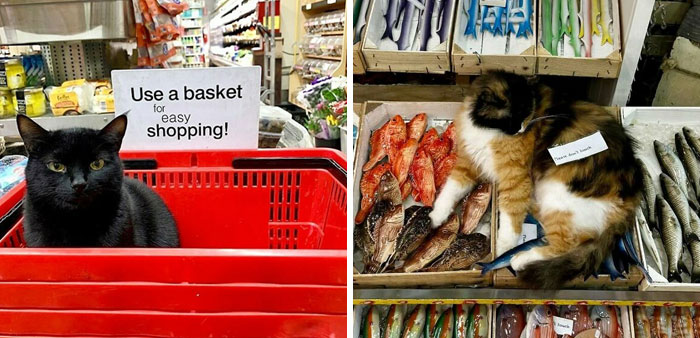 56 Cute Photos Of Bodega Cats That Feel Like Masters Of The Shops