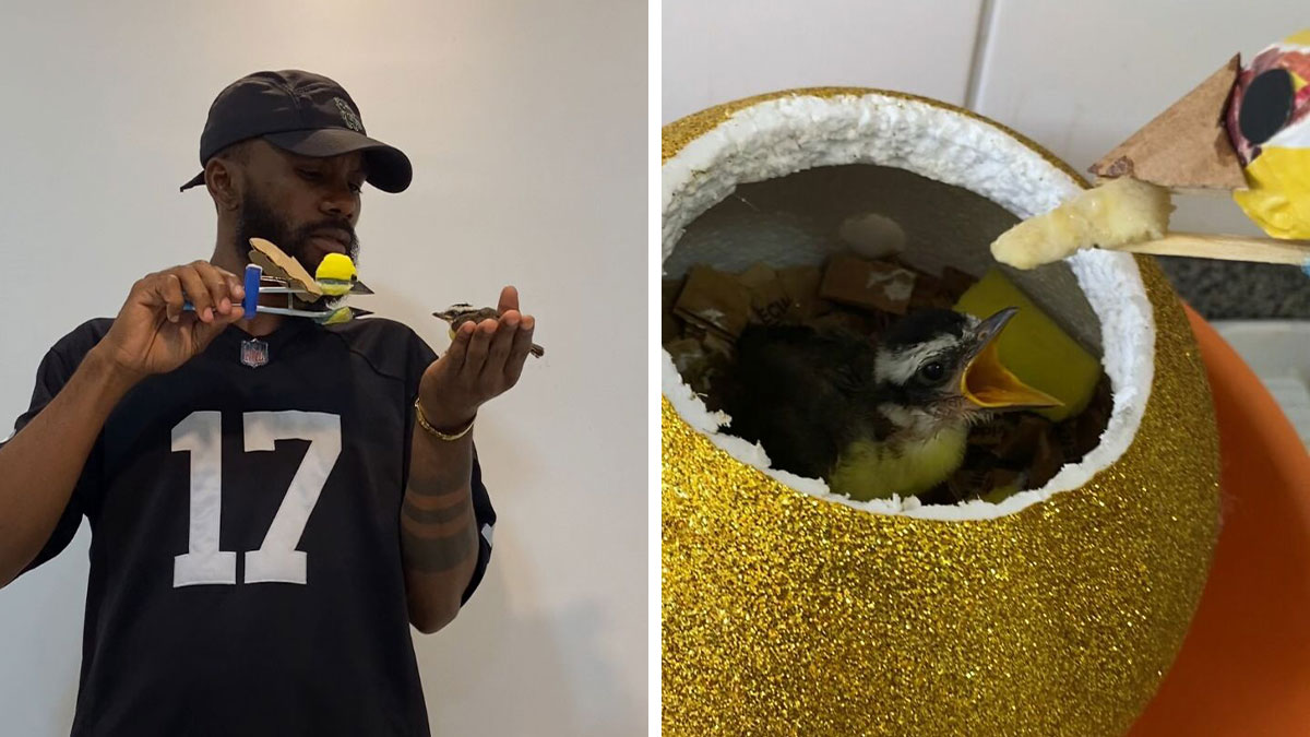 Man feeding a rescued great kiskadee chick using a mini bird mom prototype in a glittery golden nest.